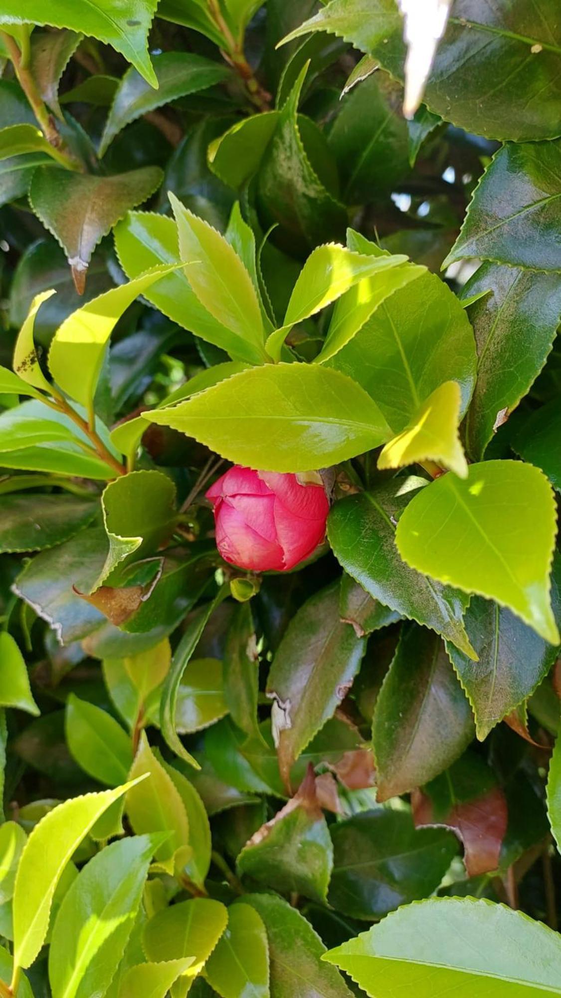 Retiro Das Camelias 1 Lajes das Flores Eksteriør billede