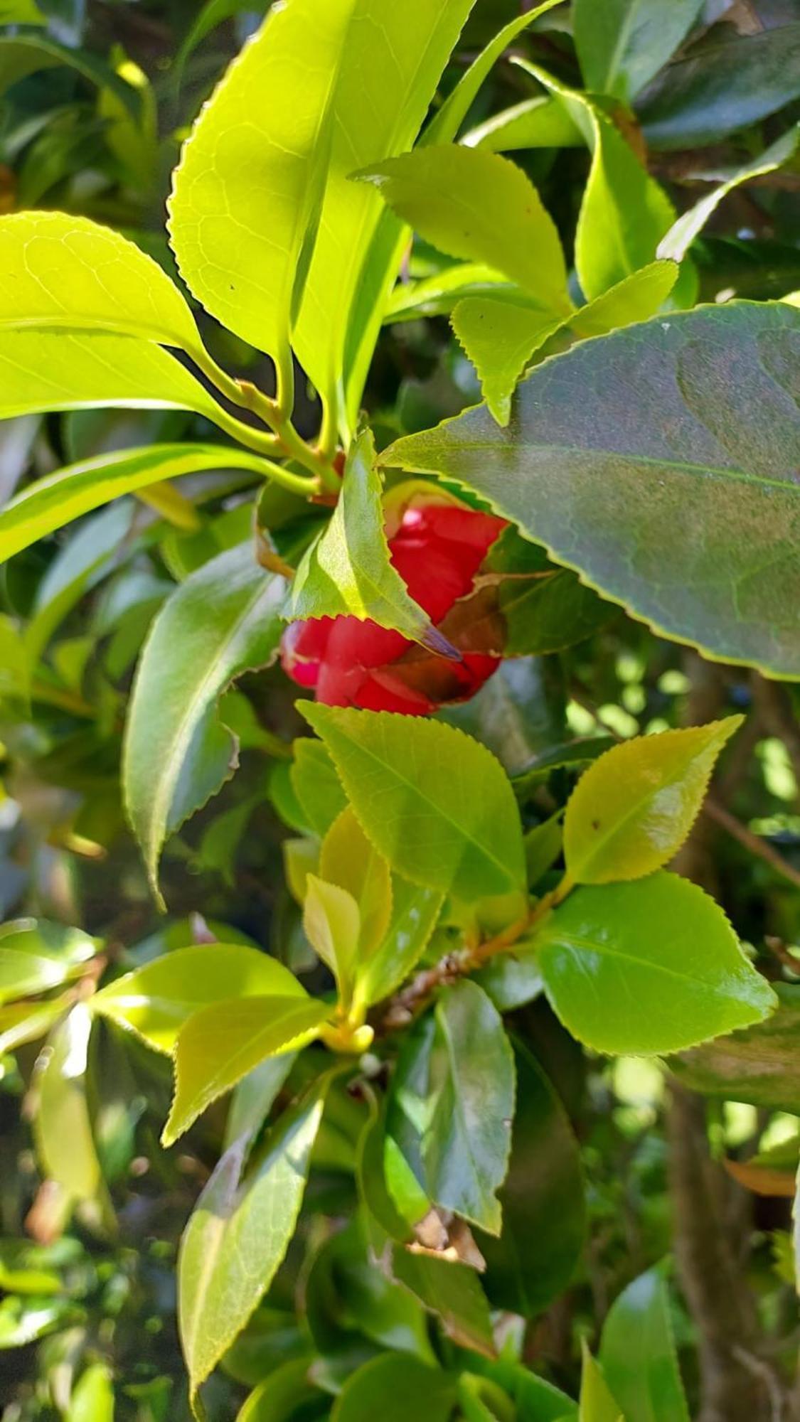 Retiro Das Camelias 1 Lajes das Flores Eksteriør billede