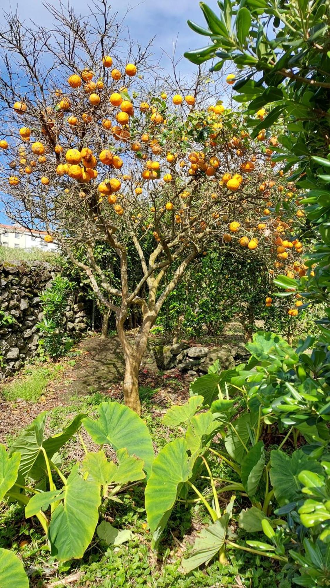 Retiro Das Camelias 1 Lajes das Flores Eksteriør billede
