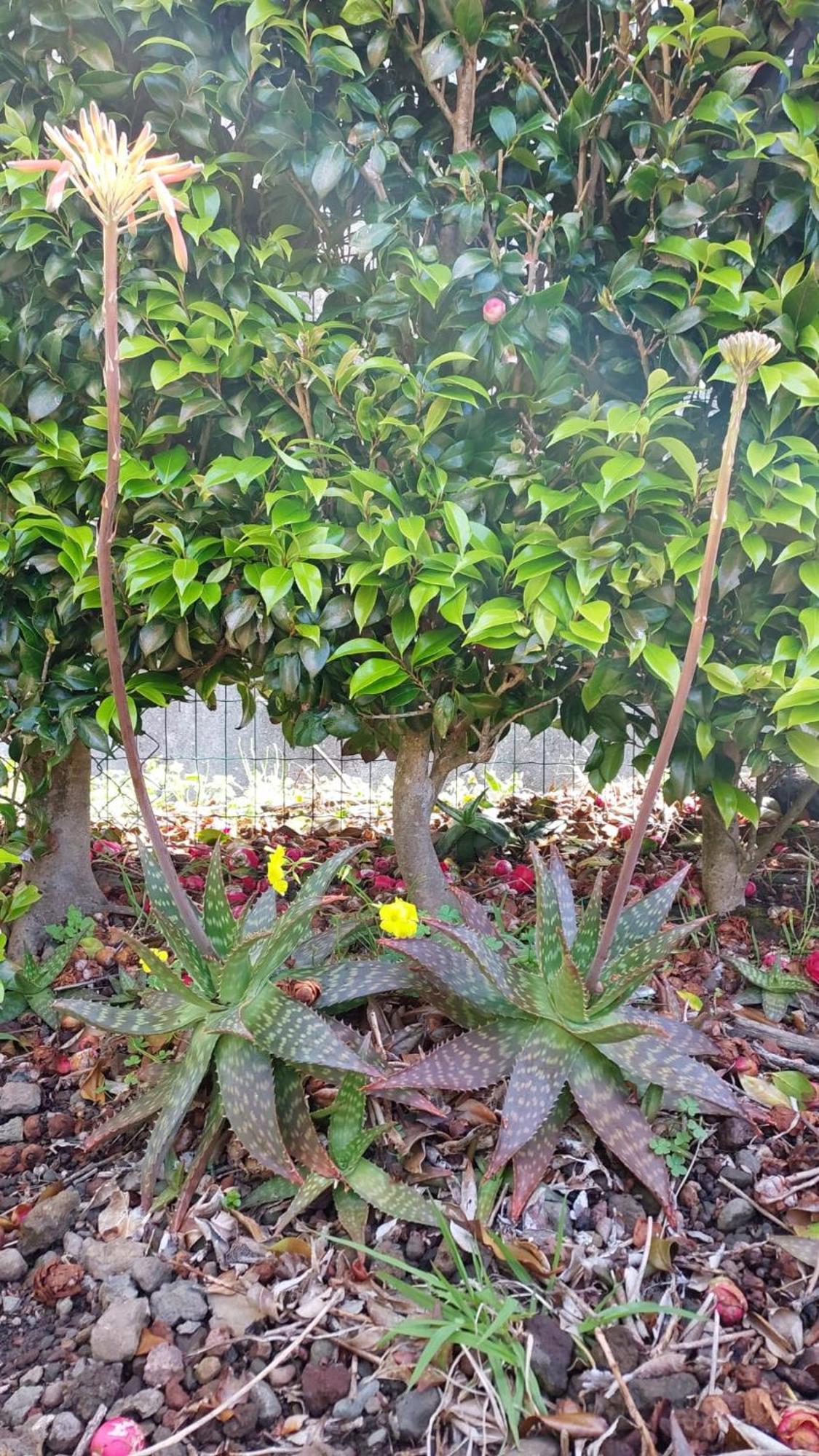 Retiro Das Camelias 1 Lajes das Flores Eksteriør billede